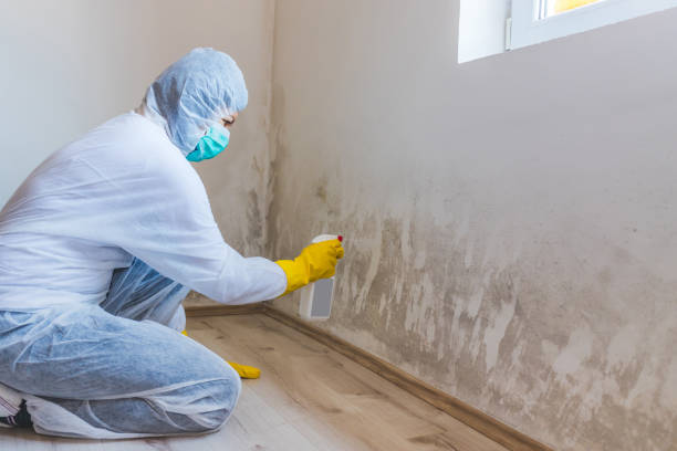Licensed Black Mold Removal service in Weston, MA - WQB Mold Removal