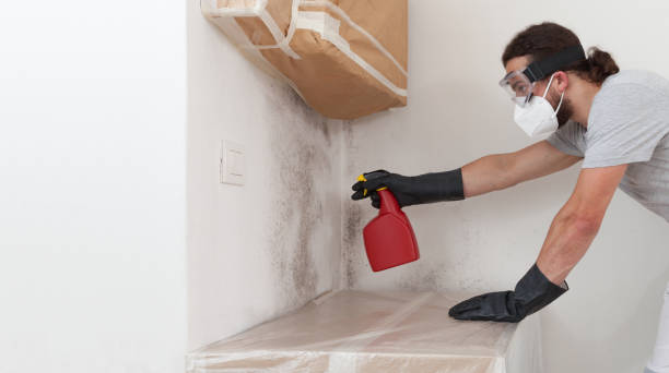 Professional Black Mold Removal technician working in Weston, MA