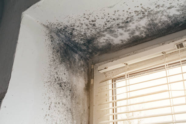 Affordable Black Mold Removal solutions in Weston, MA
